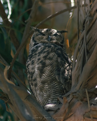 Bubo virginianus magellanicus