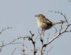 Prinia gracilis
