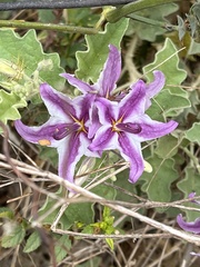 Solanum houstonii
