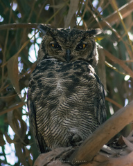 Bubo virginianus magellanicus