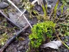 Tortula subulata