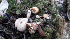 Neolentinus adhaerens