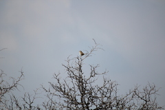 Prinia gracilis