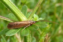 Limnephilus auricula