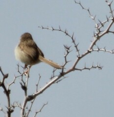 Prinia gracilis