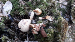 Neolentinus adhaerens