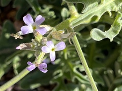 Matthiola parviflora