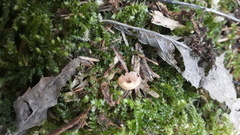 Baeospora myriadophylla