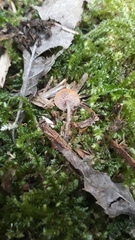 Baeospora myriadophylla