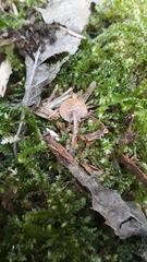 Baeospora myriadophylla