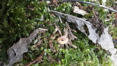 Baeospora myriadophylla