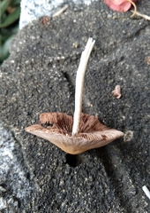 Candolleomyces candolleanus