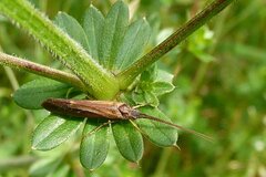 Limnephilus auricula