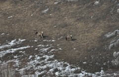 Cervus canadensis sibiricus