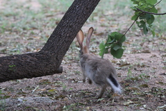 Lepus saxatilis