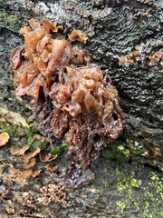 Phaeotremella frondosa