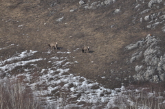 Cervus canadensis sibiricus