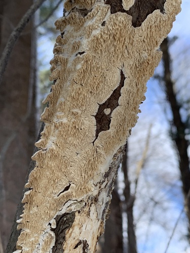 Milk-white Toothed Polypore