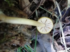 Pluteus leoninus