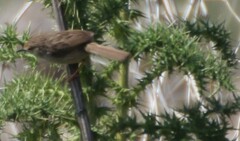 Prinia gracilis