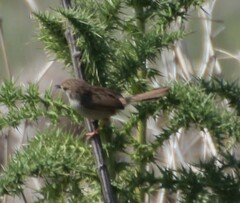 Prinia gracilis