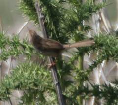 Prinia gracilis