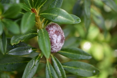 Exobasidium rhododendri