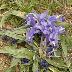 Iris planifolia