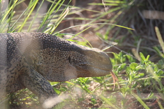 Varanus albigularis albigularis