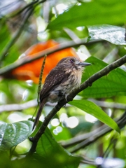 Malacoptila panamensis