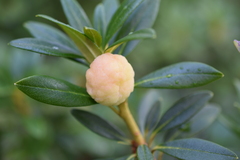 Exobasidium rhododendri