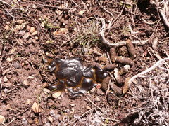 Centrocercus urophasianus