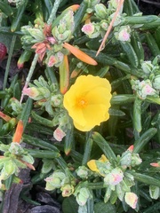 Cistus calycinus