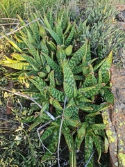 Aloe greatheadii davyana