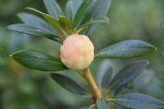 Exobasidium rhododendri