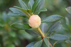 Exobasidium rhododendri