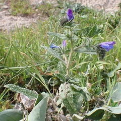 Echium creticum
