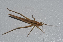 Neoconocephalus triops