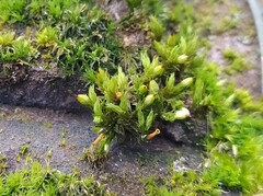 Orthotrichum stramineum