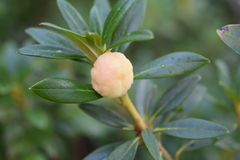 Exobasidium rhododendri