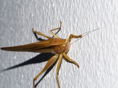 Neoconocephalus triops