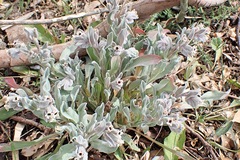 Cynoglossum cheirifolium