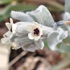 Cynoglossum cheirifolium