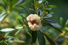 Exobasidium rhododendri