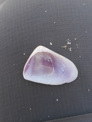Bivalvia