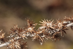 Omalotheca sylvatica