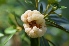 Exobasidium rhododendri