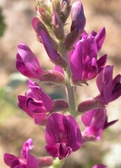 Astragalus lentiginosus borreganus