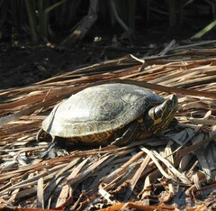 Trachemys venusta