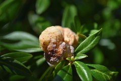 Exobasidium rhododendri